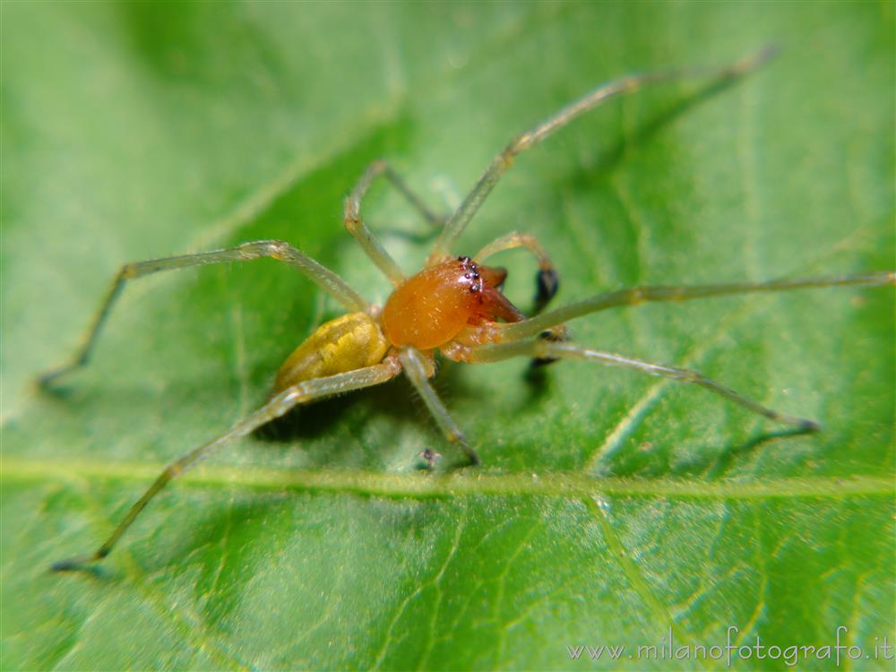 Cadrezzate (Varese, Italy) - Male Cheiracanthium punctorium